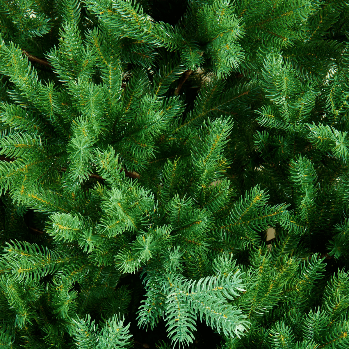 Albero di Natale "Nevina" in 100% PE di altissima qualità - MondoViro